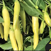 Geleneksel Yellow Stone Acı  Biber Tohumu (50 tohum) thumbnail 1