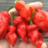 Nadir Ata Tohumları Zehir Gibi Acı Primo x İd Biber Tohumu (10 tohum) thumbnail 1