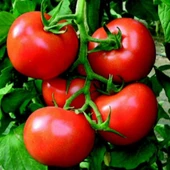 Ata Tohumları iri Meyveli Etli Oturak Falcon  Domates Tohumu (50 tohum) thumbnail 1