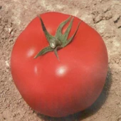 Yüksek Verimli Bt 720 F1 Oturak Hibrit Domates Tohumu (10 Tohum) thumbnail 1