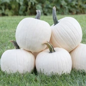 Geleneksel Tohumlar Harrison Beyaz KavuK Balkabağı Tohumu(5 tohum) thumbnail 1