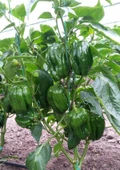 Yüksek Verimli F1 Antep Dolmalık Acı Biber Tohumu (10 tohum) thumbnail 1