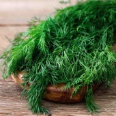 Ata Tohumları Uzun Dere Otu Tohumu( 200 ADET ) thumbnail 1