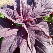 Çimlenmesi Oranı Yüksek Kırmızı Amarant Tohumu (1000 gram) thumbnail 1