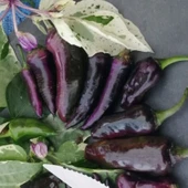 Nadir Ata Tohumları Zehir Gibi Acı Çok Acı Tiger Biber Tohumu (10 tohum) thumbnail 1