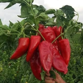 Ata Tohumu Salçalık Közlemelik Kızartmalık Tatlı Kırmızı Kapya Biberi Tohumu (70 adet) thumbnail 1