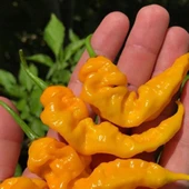 Ata Tohumları Geleneksel Çok Acı Yellow İcicle Acı Biber Tohumu (15 adet) thumbnail 1