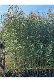 10 ADET, 3 YAŞ TÜPLÜ HIZLI BÜYÜYEN,BATAKLIK KURUTAN OKALİPTUS FİDANI BOY 200-250 CM thumbnail 1