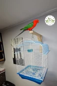 Green Home Ahşap Tünek- Askılık- Kanarya Bülbül Muhabbet Kuşu Papağan Kafesleri Için Dekoratif Askılık - 3