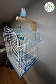 Green Home Ahşap Tünek- Askılık- Kanarya Bülbül Muhabbet Kuşu Papağan Kafesleri Için Dekoratif Askılık - 2