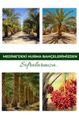 payitaht hurma Mebrum Lüks Medine Hurma 24 Paket 100GR Tadımlık Yeni Mahsül İnce Kabuklu Besleyici Dayanıklı Set - 4