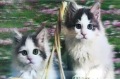 3 Boyutlu Resim  Sevimli Kediler İkili Kedi Resmi Tablosu 40x60 Cm - 1