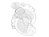 Ayak Şeklinde Kaydırmaz Nasır Önleyici Pedler (2 Adet) V20 thumbnail 2