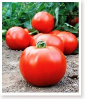 ATA TOHUMU YERLİ İRİ DOMATES 100 ADET TOHUM - 1