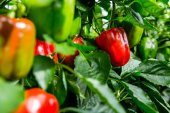ATA TOHUMU YERLİ HATAY ACI DOLMA BİBERİ 100 ADET TOHUM - 1