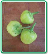 ATA TOHUMU YERLİ DOĞAL MİSKET BİBERİ 100 ADET TOHUM thumbnail 1