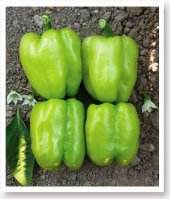 ATA TOHUMU TATLI KANDİL DOLMA BİBERİ 100 ADET TOHUM - 1