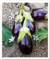 ATA TOHUMU YÖRESEL DOĞAL TOPAK PATLICAN ADANA 100 AD TOHUM thumbnail 1