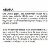 ATA TOHUMU YÖRESEL DOĞAL TOPAK PATLICAN ADANA 100 AD TOHUM thumbnail 2