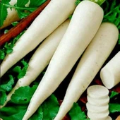 Doğal Anadolu Lezzetli Uzun Beyaz Turp Tohumu (50 Tohum) thumbnail 1