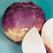 Doğal  Purple Top Amerikano Şalgam Tohumu (30 Tohum) thumbnail 1