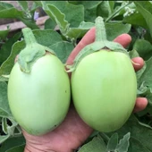 Apple Green Etli Patlıcan Tohumu (15 Tohum) - 1