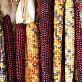 Doğal Renkli Hint Mısırı Tohumu (25000 Tohum) thumbnail 1