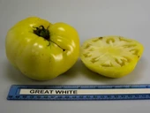 Doğal Gelenekel Great White Domates Tohumu (20 Tohum) thumbnail 1