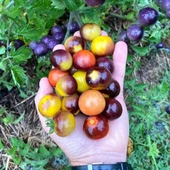 Bosque Bumblebee Cherry Domates Tohumu (15 Tohum) - 1