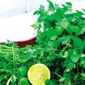 Geleneksek Dev İtalyan Maydanoz Tohumu (100 Tohum) thumbnail 1