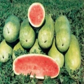 Yassı Yüksek Aromalı Charleston Gray Karpuz Tohumu (5 Tohum) thumbnail 1