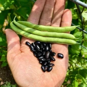 Cherokee Trail of Tears Oturak Fasulye Tohumu (10 Tohum) thumbnail 1