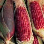 Doğal Kırmızı Ruby Mısır Tohumu (10 Tohum) thumbnail 1