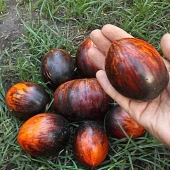 Gargamel Siyah Kırmızı Domates Tohumu (15 Tohum) thumbnail 1