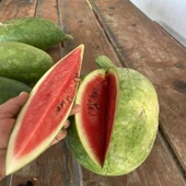 Toros Doğal  Söbü Ampül Karpuz Tohumu (5 Tohum) thumbnail 1