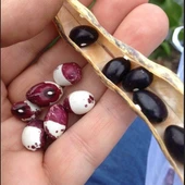 Doğal Geneleksel İnca Pea Fasulye Tohumu (10 Tohum) thumbnail 1