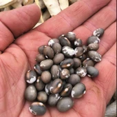 Geleneksel Kılçıksız Pellegrini Fasulye Tohumu (10 Tohum) thumbnail 1