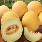 Geleneksel Ata Tohumları Yoğun Kokulu Toros Sarıbal Tohumu (20 Tohum) thumbnail 1