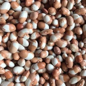 Geleneksel Keklik Sırık Fasulye Tohumu (10 Tohum) thumbnail 1