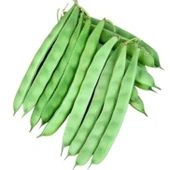 Kılçıksız Edanaz Oturak Doğal Fasulye Tohumu (20 Tohum) thumbnail 1