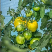 Sarı Etli İllusia Domates Tohumu (15 Tohum) thumbnail 2