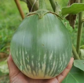 Giant Thai Dev Yeşil Patlıcan Tohumu (15 Tohum) thumbnail 1