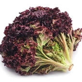 Geleneksel Ruby Red Kırmızı Kıvırcık Marul Tohumu (100 Tohum) thumbnail 1