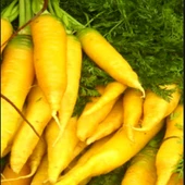 Geleneksel Doğal Solar Yellow Havuç Tohumu (50 Tohum) thumbnail 1