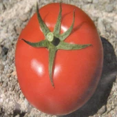 Bt 236 F1 Hibrit Oturak Domates Tohumu (10 Tohum) thumbnail 1