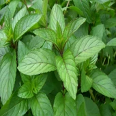 Doğal Geleneksel Kokulu Anadolu Nanesi Tohumu (100 Tohum) thumbnail 1