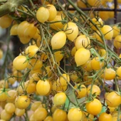 Barrys Crazy Cherry Domates Tohumu(15 Tohum) - 1