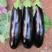 Doğal Kebaplık Mangallık Halep Karası Patlıcan Tohumu (70 Tohum) thumbnail 1