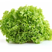Geleneksel Curly Kışlık Yeşil Kıvırcık Marul Tohumu (100 Tohum) - 1