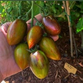 Brands Atomic Grape Tohumu (15 Tohum) thumbnail 2